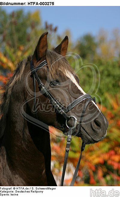 Deutscher Reitpony Hengst / pony stallion / HTFA-003275