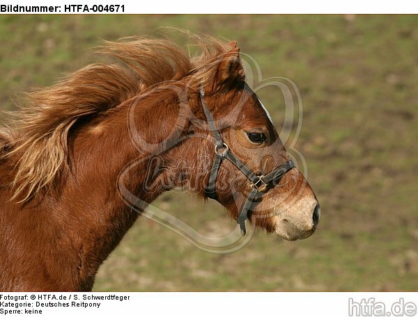 Deutsches Reitpony / pony / HTFA-004671