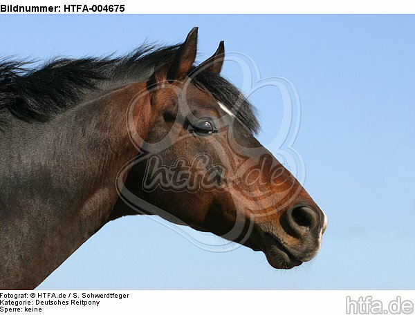 Deutscher Reitpony Hengst / pony stallion / HTFA-004675