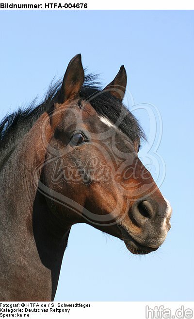Deutscher Reitpony Hengst / pony stallion / HTFA-004676