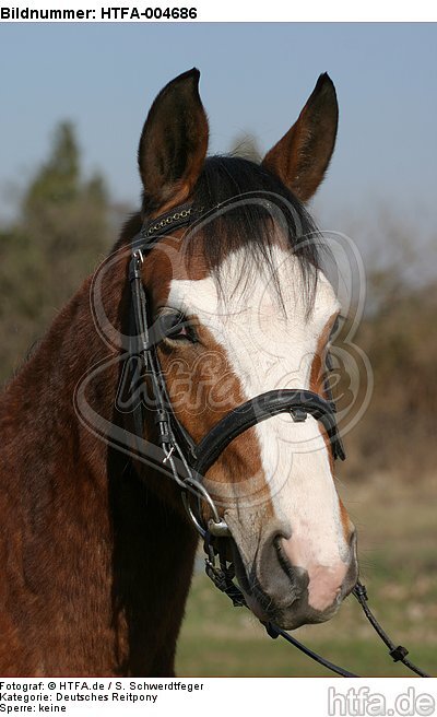 Deutsches Reitpony / pony / HTFA-004686