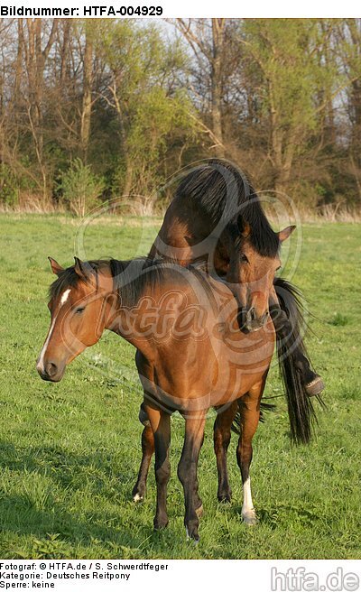 Deutsches Reitponies / ponies / HTFA-004929