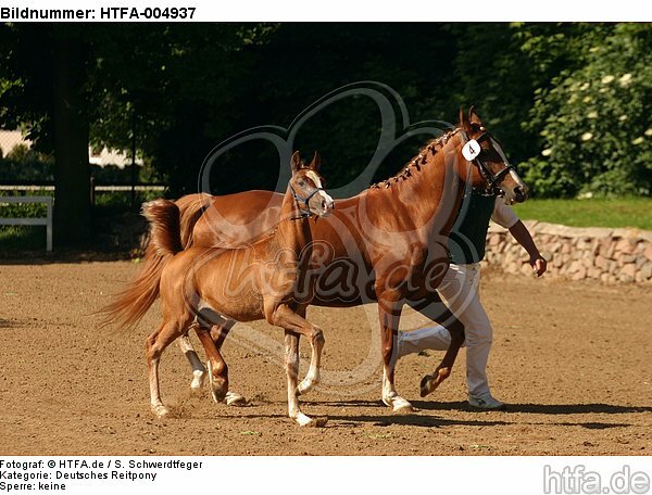 Deutsches Reitponies / ponies / HTFA-004937