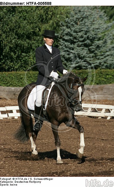 Deutscher Reitpony Hengst / pony stallion / HTFA-005588