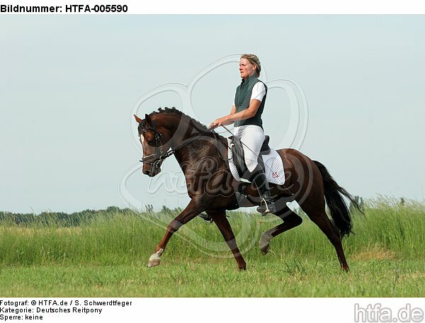 Deutscher Reitpony Hengst / pony stallion / HTFA-005590