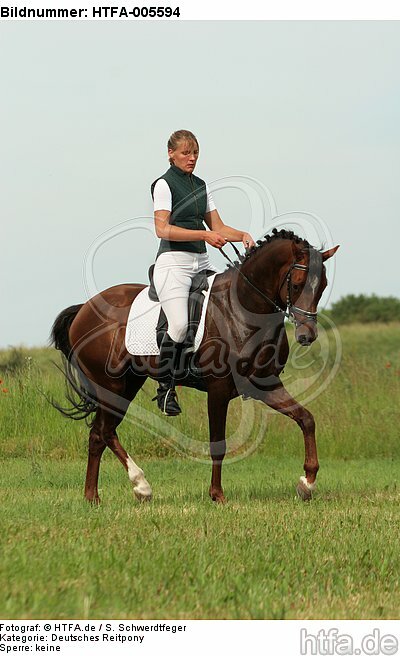 Deutscher Reitpony Hengst / pony stallion / HTFA-005594