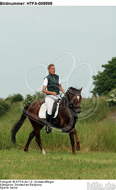 Deutscher Reitpony Hengst / pony stallion / HTFA-005595