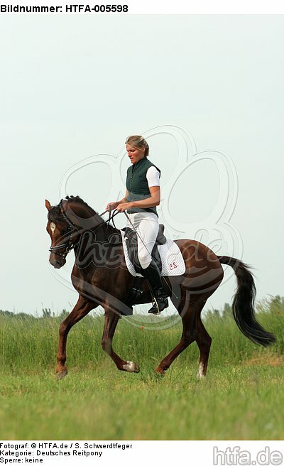 Deutscher Reitpony Hengst / pony stallion / HTFA-005598
