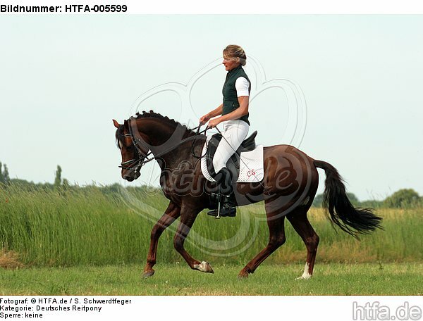 Deutscher Reitpony Hengst / pony stallion / HTFA-005599