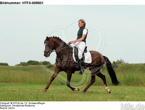 Deutscher Reitpony Hengst / pony stallion / HTFA-005601