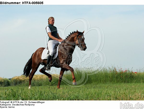 Deutscher Reitpony Hengst / pony stallion / HTFA-005605