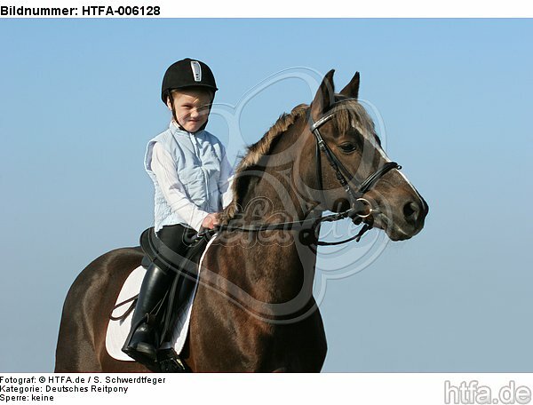 Deutscher Reitpony Hengst / pony stallion / HTFA-006128