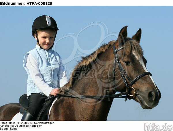 Deutscher Reitpony Hengst / pony stallion / HTFA-006129