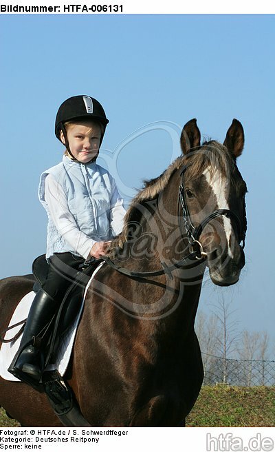 Deutscher Reitpony Hengst / pony stallion / HTFA-006131