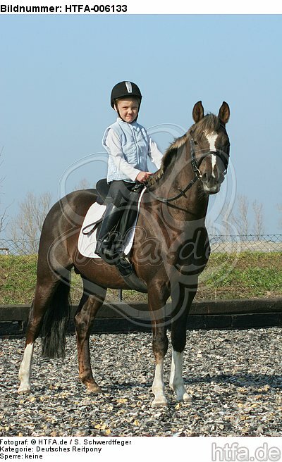 Deutscher Reitpony Hengst / pony stallion / HTFA-006133