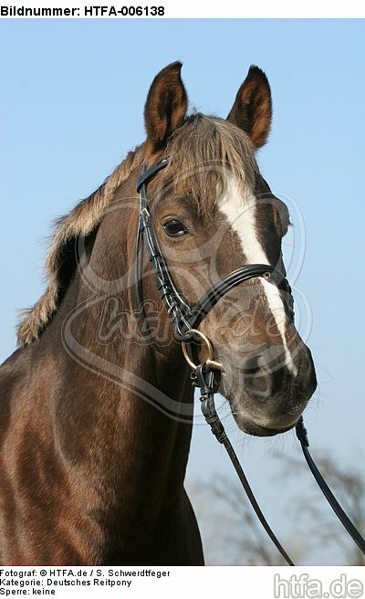 Deutscher Reitpony Hengst / pony stallion / HTFA-006138