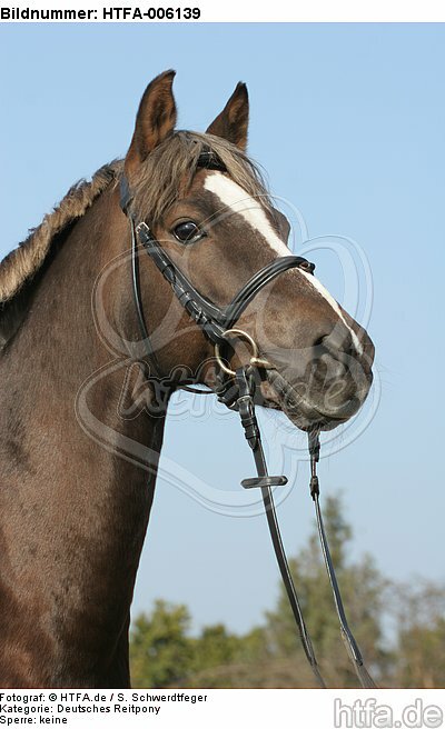 Deutscher Reitpony Hengst / pony stallion / HTFA-006139
