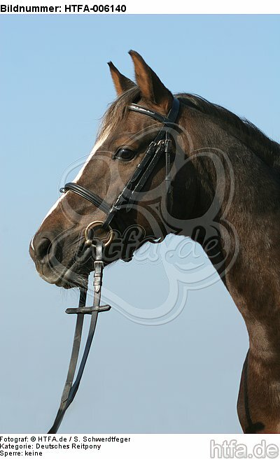 Deutscher Reitpony Hengst / pony stallion / HTFA-006140