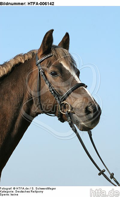 Deutscher Reitpony Hengst / pony stallion / HTFA-006142