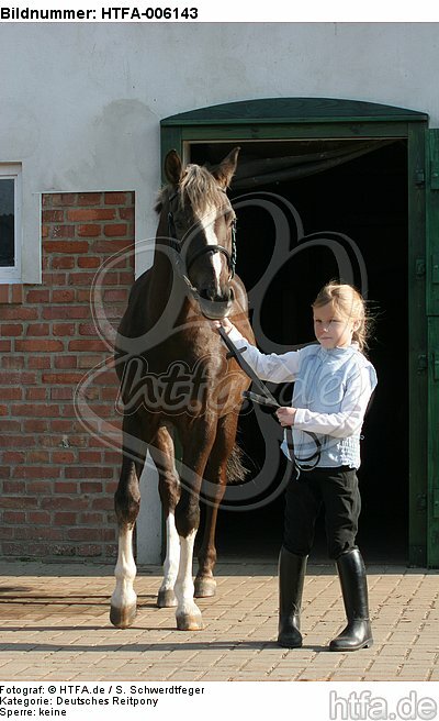 Deutscher Reitpony Hengst / pony stallion / HTFA-006143