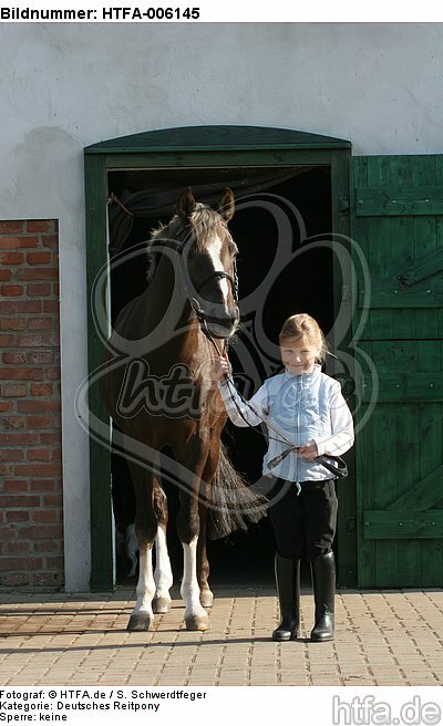 Deutscher Reitpony Hengst / pony stallion / HTFA-006145