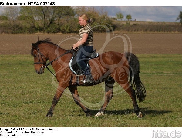 Deutsches Reitpony / pony / HTFA-007148
