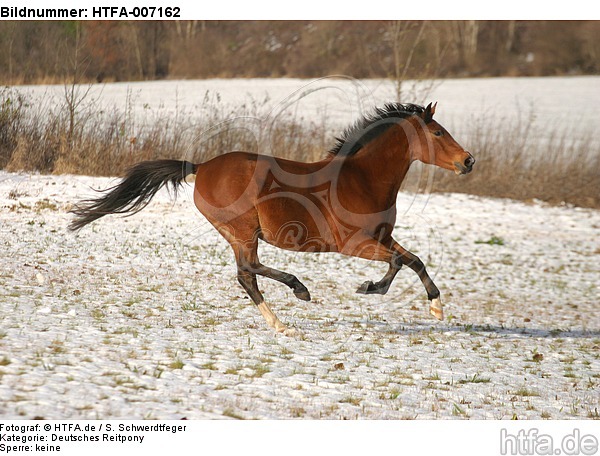 Deutsches Reitpony / pony / HTFA-007162