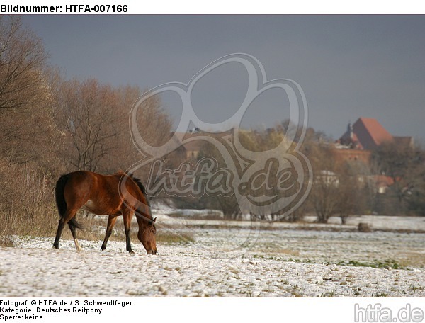 Deutsches Reitpony / pony / HTFA-007166