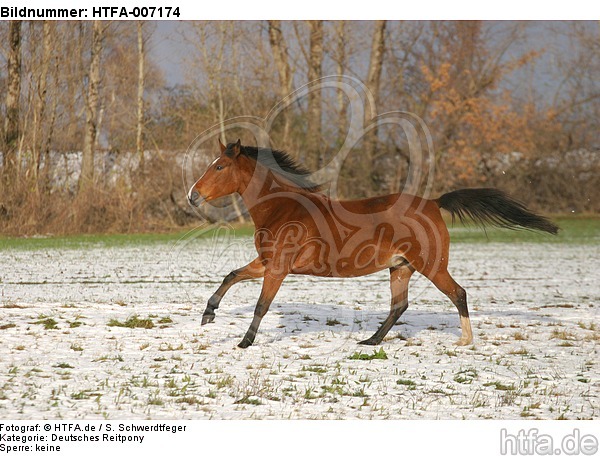 Deutsches Reitpony / pony / HTFA-007174