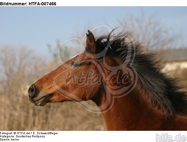 Deutsches Reitpony / pony / HTFA-007466