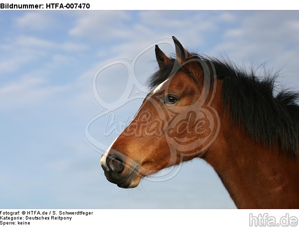 Deutsches Reitpony / pony / HTFA-007470