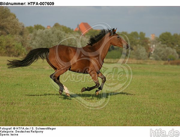 Deutsches Reitpony / pony / HTFA-007609