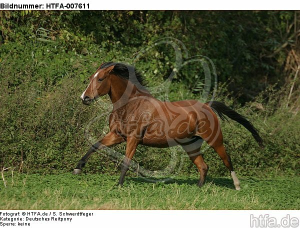 Deutsches Reitpony / pony / HTFA-007611