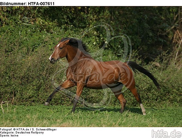 Deutsches Reitpony / pony / HTFA-007611