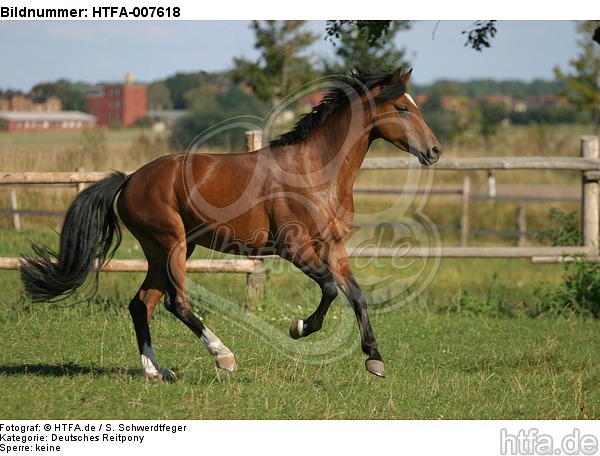 Deutsches Reitpony / pony / HTFA-007618