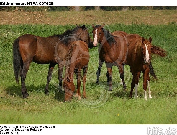 Hengste / stallions / HTFA-007626