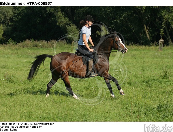 Frau reitet Deutsches Reitpony / woman rides pony / HTFA-008957
