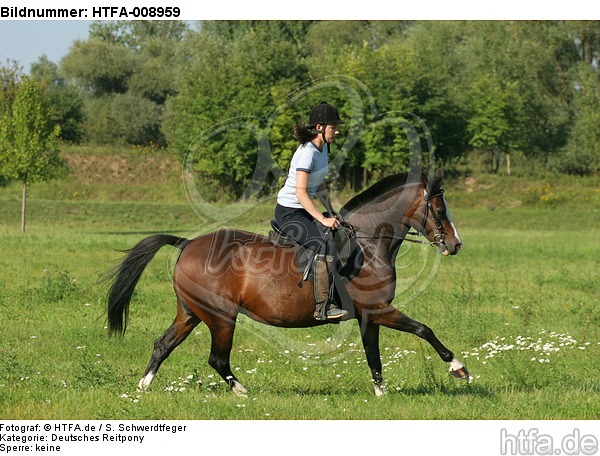 Frau reitet Deutsches Reitpony / woman rides pony / HTFA-008959