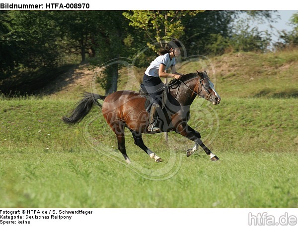 Frau reitet Deutsches Reitpony / woman rides pony / HTFA-008970