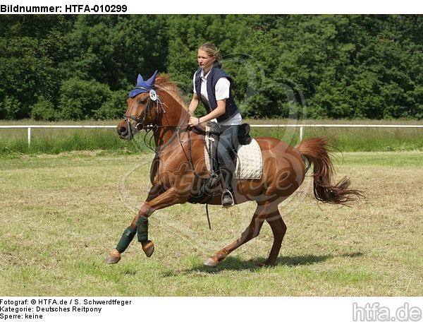 Frau reitet Deutsches Reitpony / woman rides pony / HTFA-010299