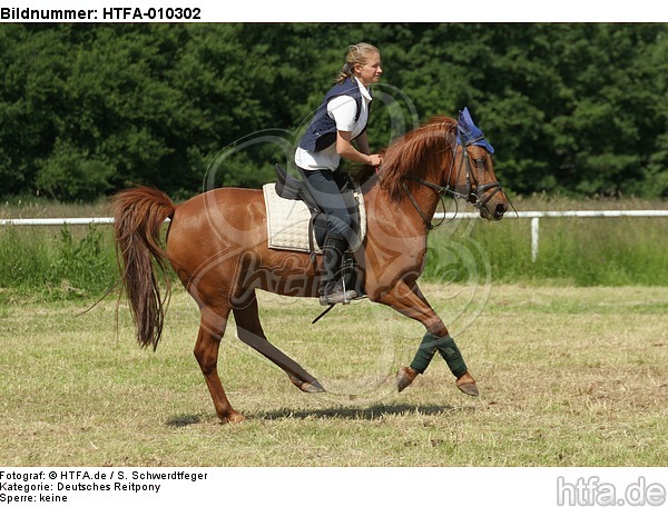 Frau reitet Deutsches Reitpony / woman rides pony / HTFA-010302