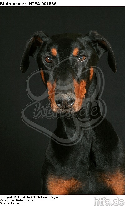 Dobermann / doberman pinscher / HTFA-001536