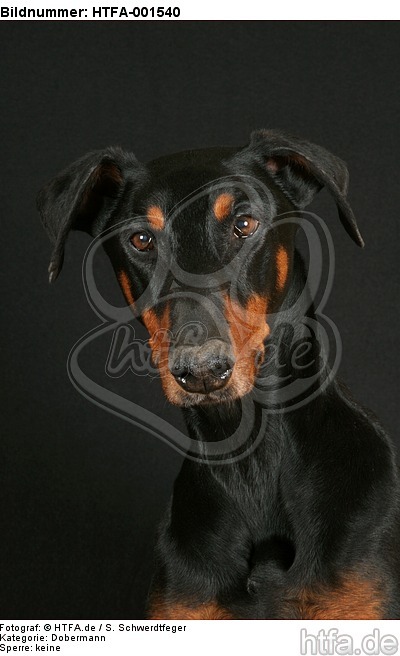 Dobermann / doberman pinscher / HTFA-001540