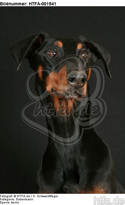 Dobermann / doberman pinscher / HTFA-001541