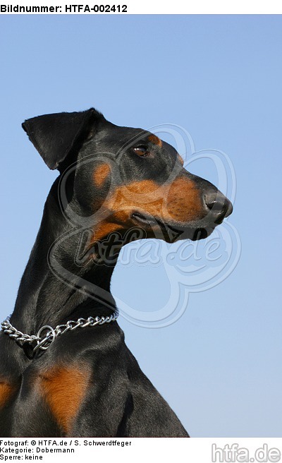 Dobermann / doberman pinscher / HTFA-002412