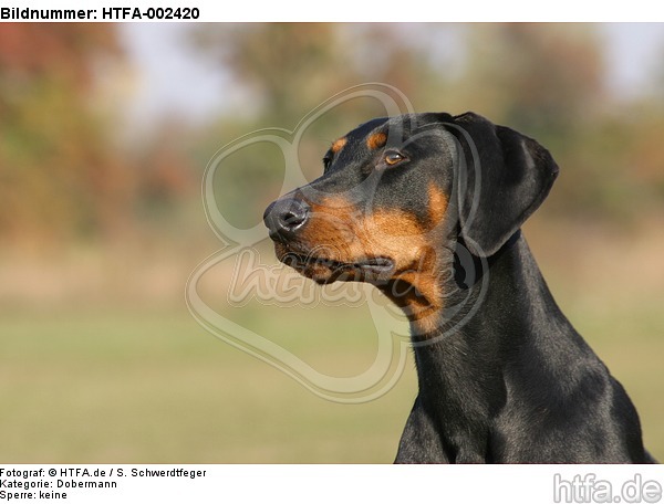 Dobermann / doberman pinscher / HTFA-002420