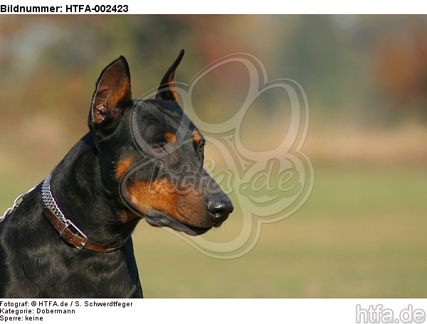 Dobermann / doberman pinscher / HTFA-002423