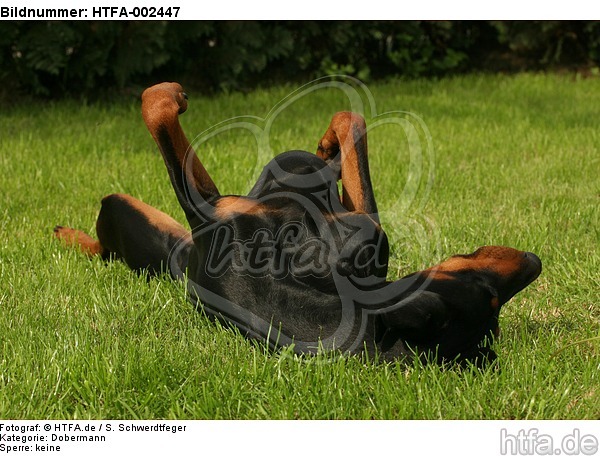 Dobermann / doberman pinscher / HTFA-002447