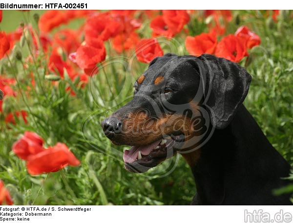 Dobermann / doberman pinscher / HTFA-002451