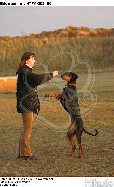 Dobermann / doberman pinscher / HTFA-002460